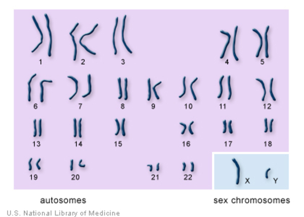 <p><strong>Sex chromosomes</strong> = 1 pair in human body, determine sex of human</p><p><strong>Autosomes</strong> = 22 pairs in human body → nonsex chromosomes</p>