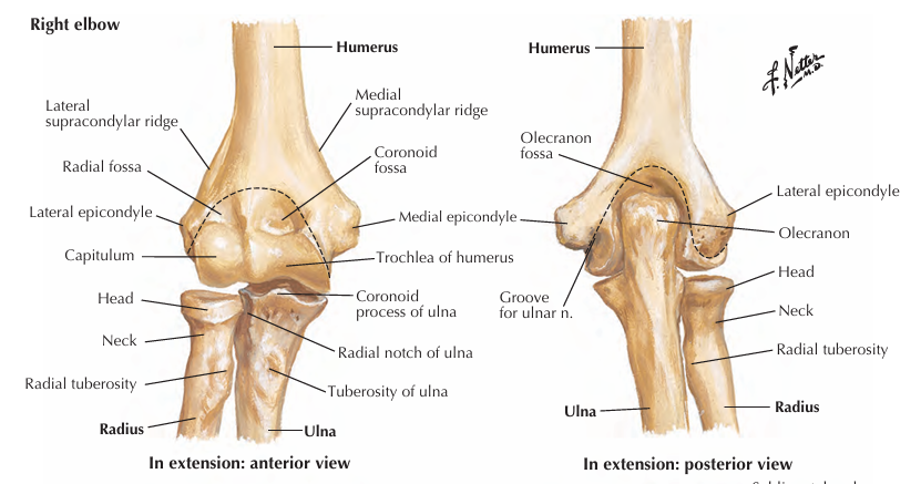 <p>Trochlea and Trochlear notch (Humeroulnar joint)<br>Capitulum and Radial Head (Humeroradial joint)</p>