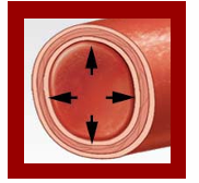 <p>The pumping action of the heart</p>