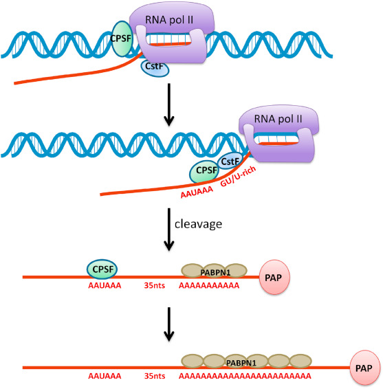 <ul><li><p>post transcriptional regulation </p><ul><li><p><strong>nascent RNA is cleaved by ribonuclease downstream of conserved AAUAAA site </strong></p></li><li><p><u>Poly (A) polymerase adds adenine ribonucleotides to the 3’ end of the RNA molecule—up to 200 bases </u></p></li><li><p>not dependent on template </p></li></ul></li><li><p>functions;</p></li></ul><ol><li><p><strong>enhances the stability of the RNA molecule</strong></p></li><li><p>regulates transport to the cytoplasm</p></li></ol><p></p>