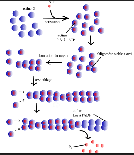 <p>Actine G (globulaire) </p>