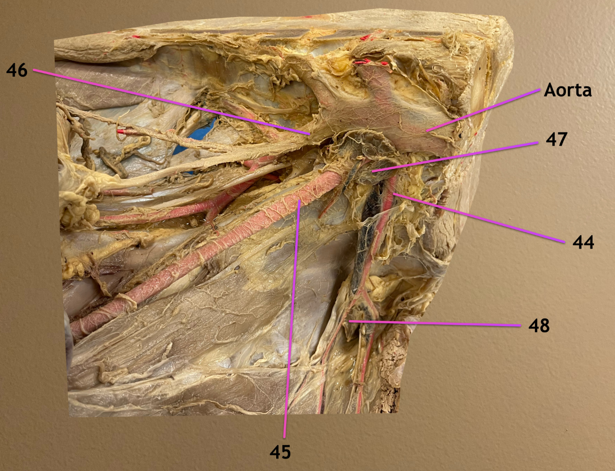 <p>ventral view</p><p>.</p><p>label 44-48</p>