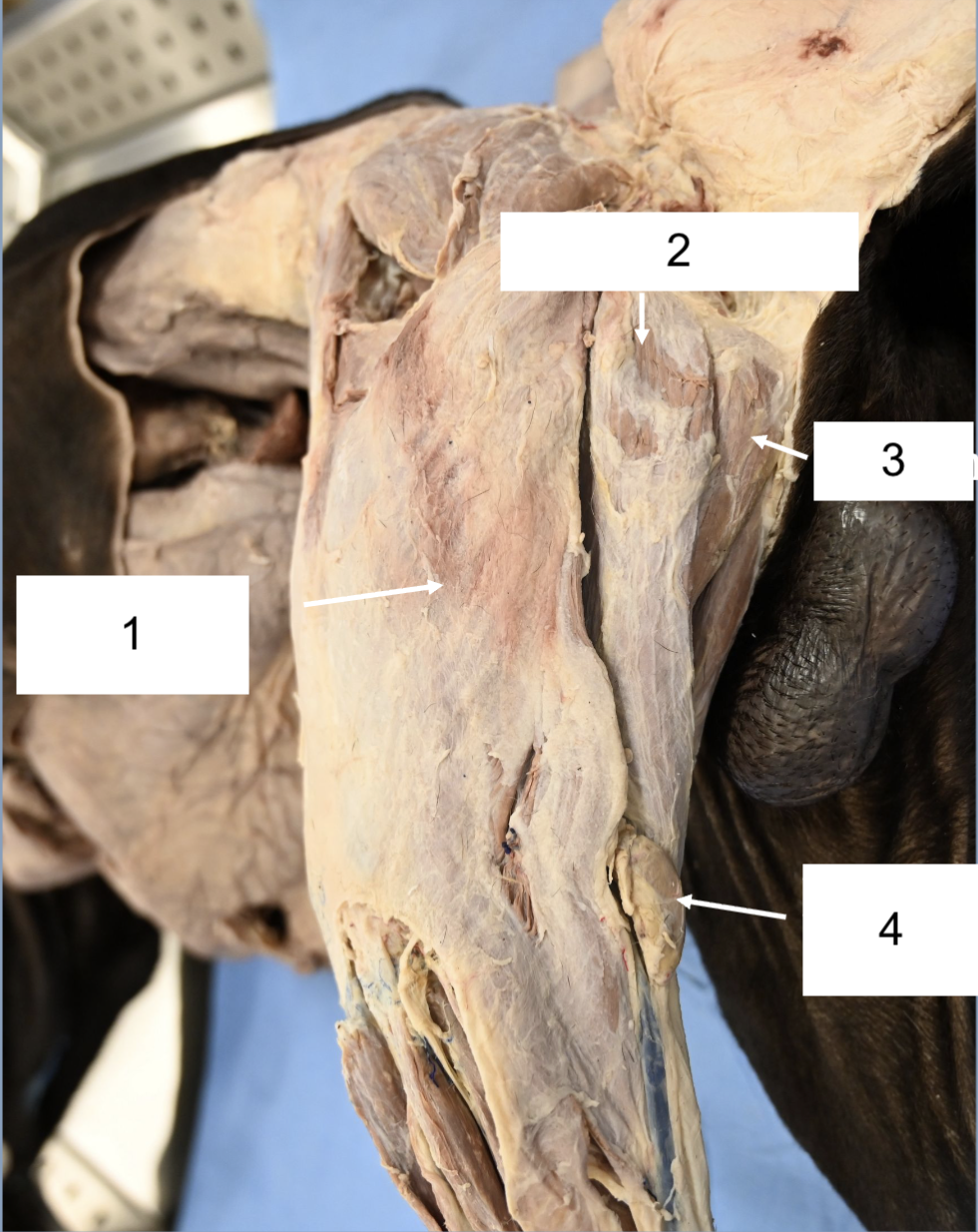 <p>What is 4?</p>