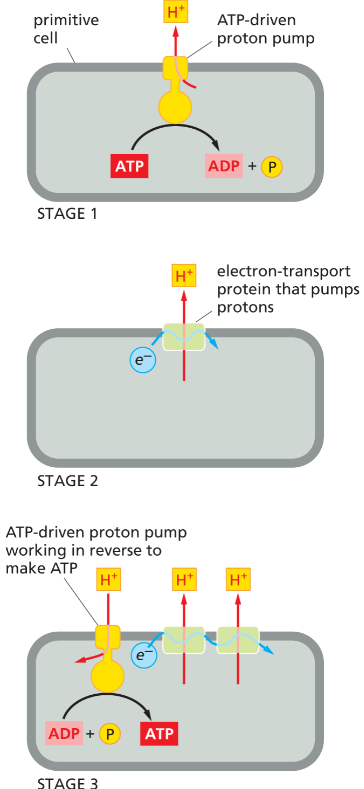 <p>They used anaerobic fermentation of organic molecules and pumped H⁺ out of the cell to prevent acidification.</p>