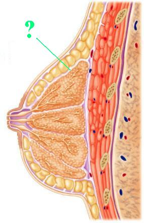 <p><span>Identify the indicated structure.</span></p>