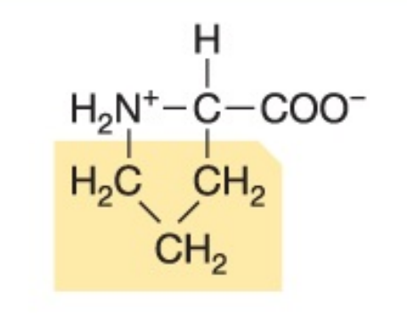 <p>What amino acid is this?</p>