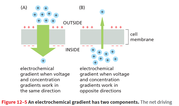<p>They create a <strong>strong electrochemical gradient</strong>. </p><ul><li><p>Example: <strong>Na⁺</strong>, which is higher outside the cell and positively charged, so it tends to <strong>enter the cell</strong>.</p></li></ul><p></p>
