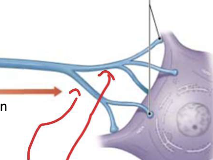 <p>Terminal arborization or Telodendria</p>