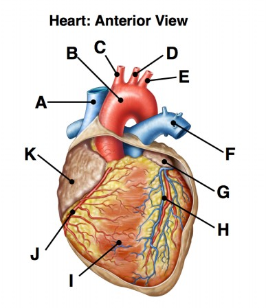 <p>Identify the structure labeled C</p>
