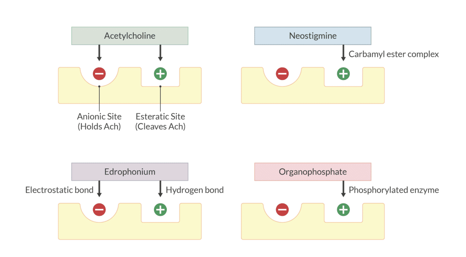 <p>electrostatic attachment, formation of caramly esters, and phosphorylation</p>