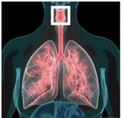 <p>a. It contains vocal cords essential for speech.</p>