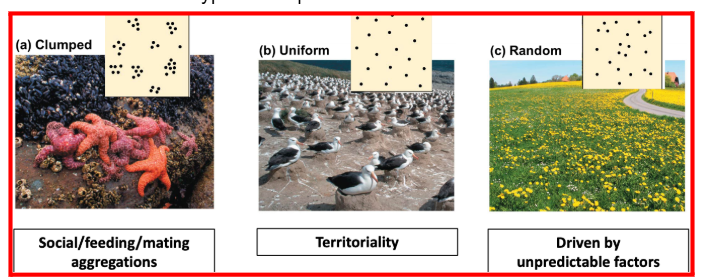 <ul><li><p><strong>Definition:</strong> The specific pattern of spacing among individuals within the geographic boundaries of a population.</p><p></p></li><li><p><strong>Key Drivers:</strong> Spacing is influenced by both <strong>environmental factors</strong> (like resource availability) and <strong>social factors</strong> (like territoriality or mating behaviors). Their could be passive or active dispersals. </p></li><li><p>Examples: Clumped: Social/feeding/mating aggregations, Uniform: Territoriality, and random: Driven by unpredictable factors </p></li></ul><p></p>