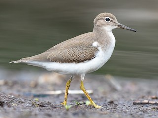 <p>Actitis macularius (spotted sandpiper)</p>