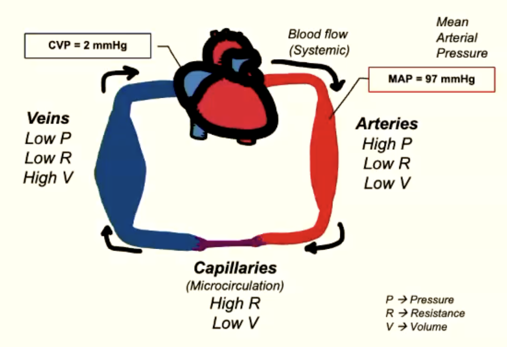 <p>BLOOD FLOW SYSTEMIC</p><ul><li><p>Mean Arterial Pressure (MAP) = 97mmHg</p></li><li><p>Central Venous Pressure (CVP) = 2mmHg</p></li><li><p>Difference in pressure drives blood flow </p></li></ul><p></p><p>CO (of whole systemic circuit) = △P (MAP-CVP) / TPR (total peripheral resistance)</p><p></p>