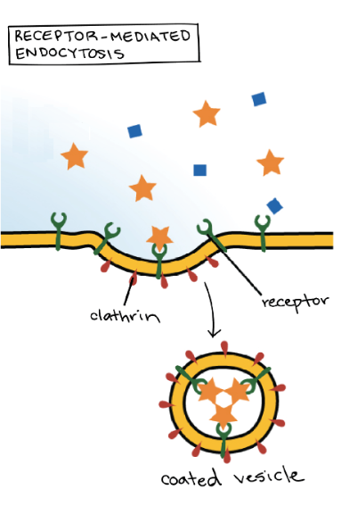 <p><span>form of endocytosis in which receptor proteins on the cell surface are used to capture a specific target molecule.</span></p>