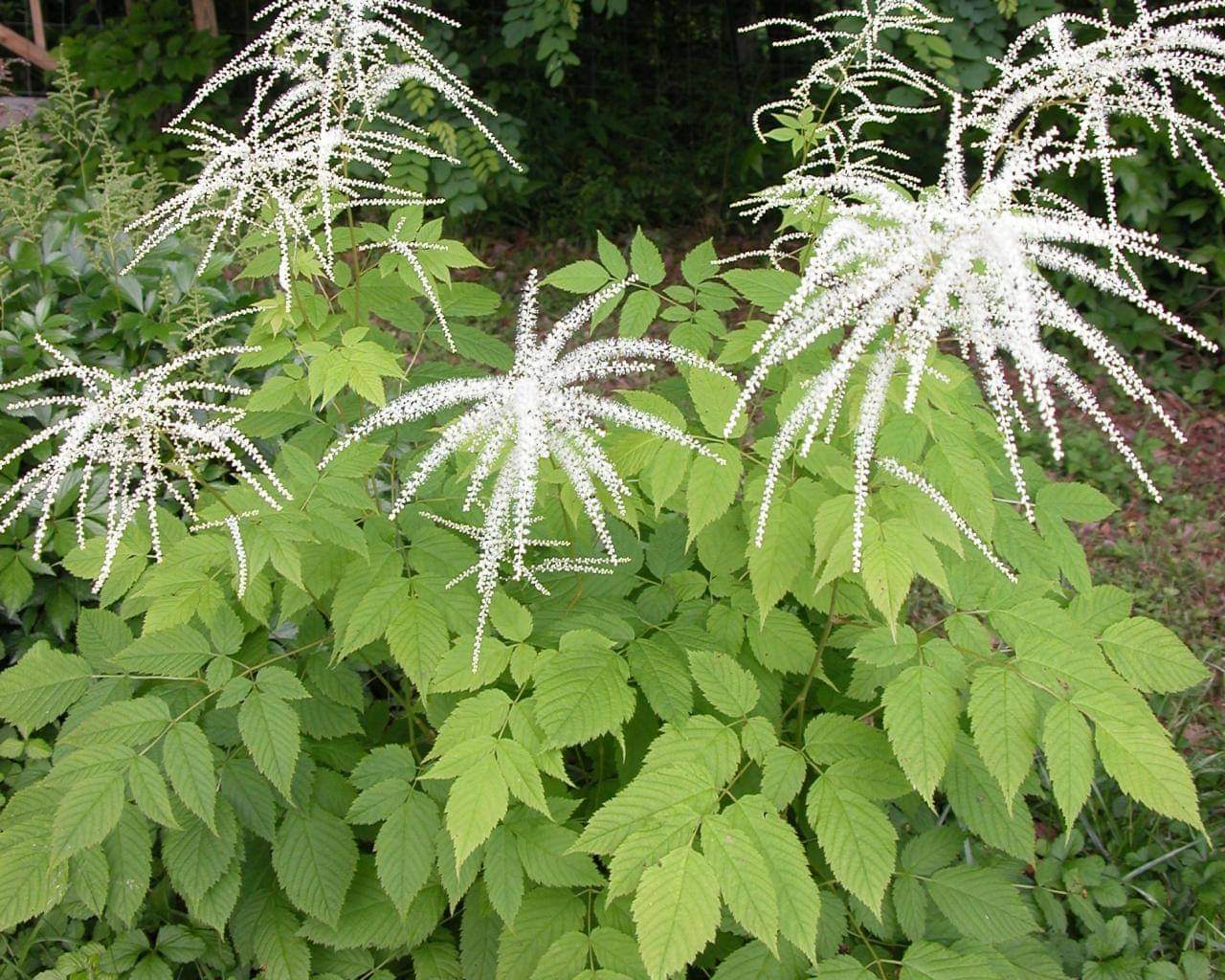 <p>Goatsbeard</p>