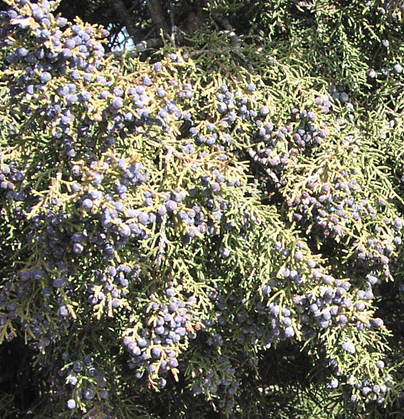 <p>Topkilling works fine.</p><ul><li><p>Apply Picloram to soil or to foliage</p></li><li><p>Power grubbing</p></li></ul><p>Dozing, Blading, Chaining, Fire, etc.</p>