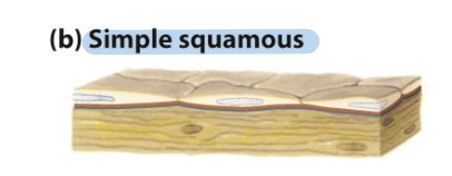<ul><li><p><span>Thin cells – including cells lining blood vessels (endothelial</span></p></li></ul><p><span>cells/endothelium) and many body cavities</span></p>