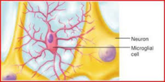 <p>Microglial cells</p>