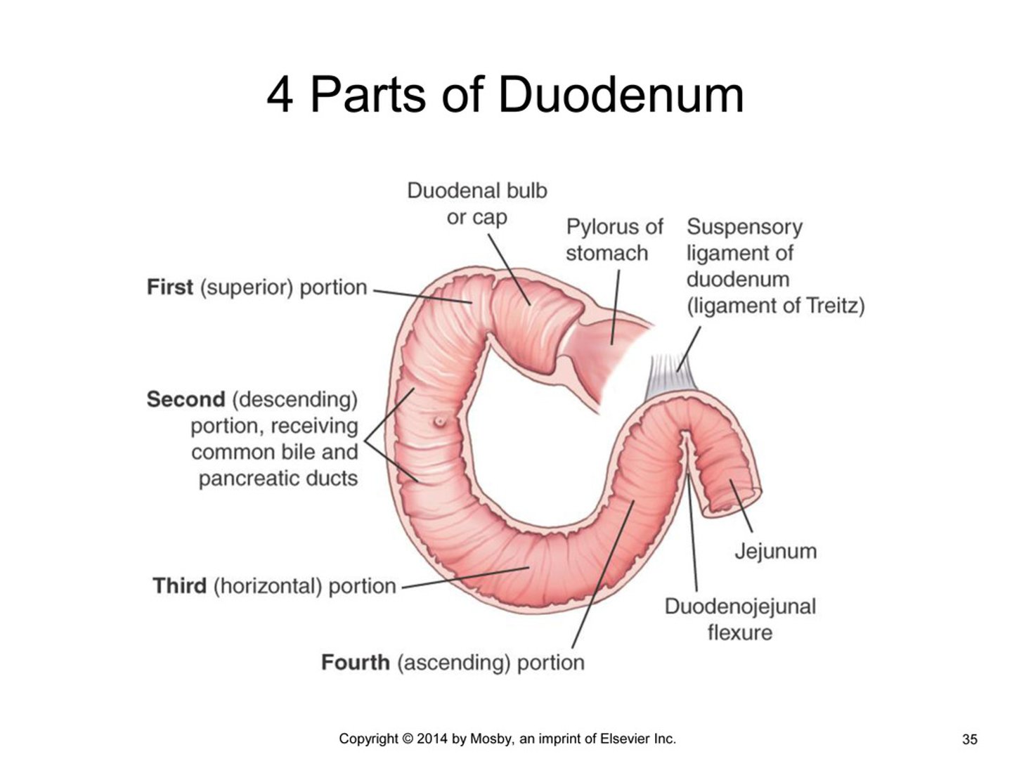 <p>superior - short, hooks up w/ pyloric canal, lines anterolateral to L1</p><p>descending - descends to the right of L1-L3 (retroperitoneal)</p><p>horizontal - crosses L3 (right to left) and loops around the head of the pancreas (retroperitoneal)</p><p>ascending - short, left of L3 (retroperitoneal)</p>