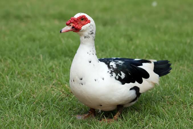 <p>identify</p>