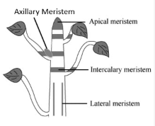 <p>apical, axillary, secondary/lateral, intercalary</p>