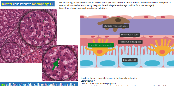 <ul><li><p>kupffer cells (endothelium) → MO</p></li><li><p>Ito cells (microvilli) → store fat + vit A</p><ul><li><p>activated via cytokines → fibrosis</p></li></ul></li></ul><p></p>