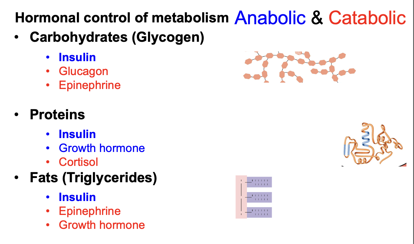 <ul><li><p><strong>Insulin</strong> is <strong>anabolic</strong> → promotes <strong>glycogenesis, protein synthesis, and lipogenesis</strong>.</p></li><li><p><strong>Glucagon, epinephrine, cortisol, and growth hormone</strong> are <strong>catabolic</strong> → promote <strong>glycogenolysis and lipolysis</strong>.</p></li><li><p><strong>Growth hormone and testosterone</strong> promote <strong>protein synthesis (anabolic on proteins)</strong>.</p></li></ul><p></p>