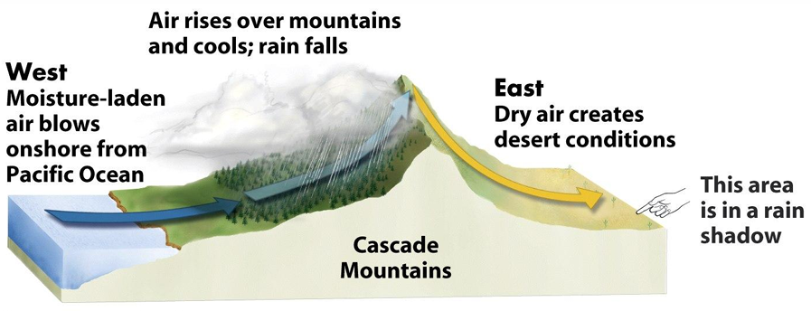 <p>mountains &amp; oceans cause regional effects on climate </p><ul><li><p>rain gets “trapped” on 1 side of mountain b/c as air ↑ → cools → rain </p><ul><li><p>rain doesn’t make to other side of mountain </p></li></ul></li></ul><p></p>