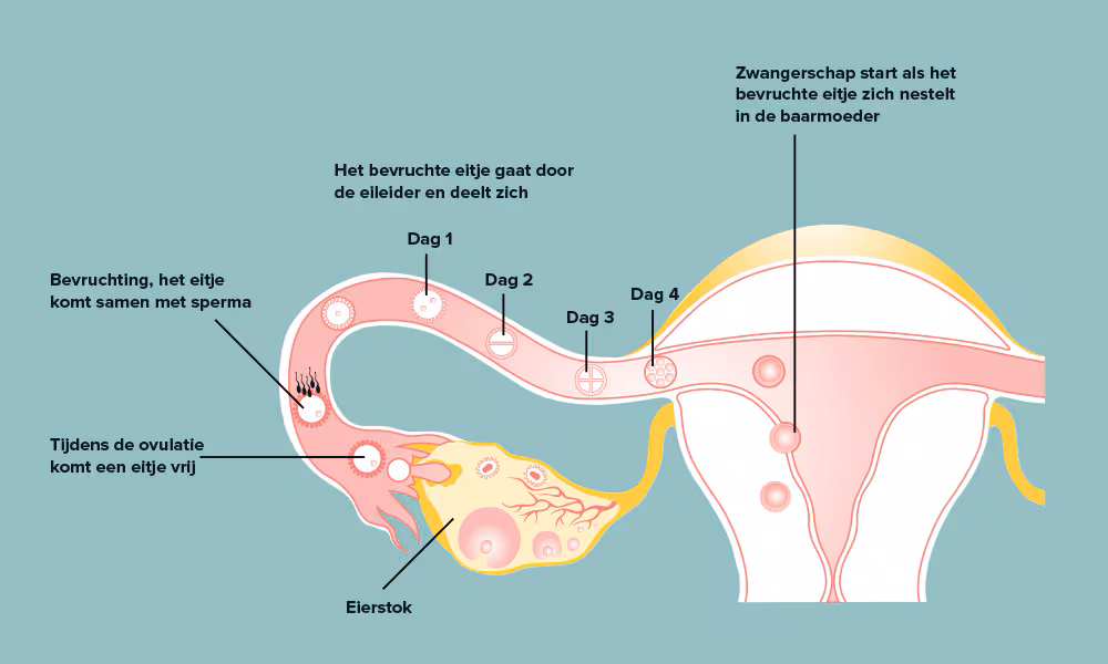 <p>Langs welke structuren legt de spermacel zijn reis af vanaf de vagina?</p>
