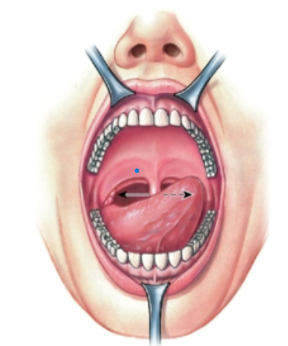knowt flashcard image