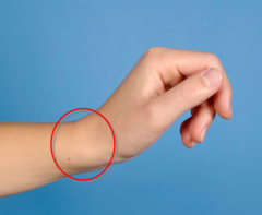 <p>the wrist</p>