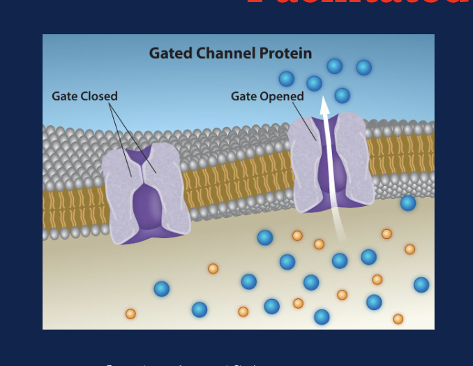 <p>How can you recognize a channel protein in a figure?</p>