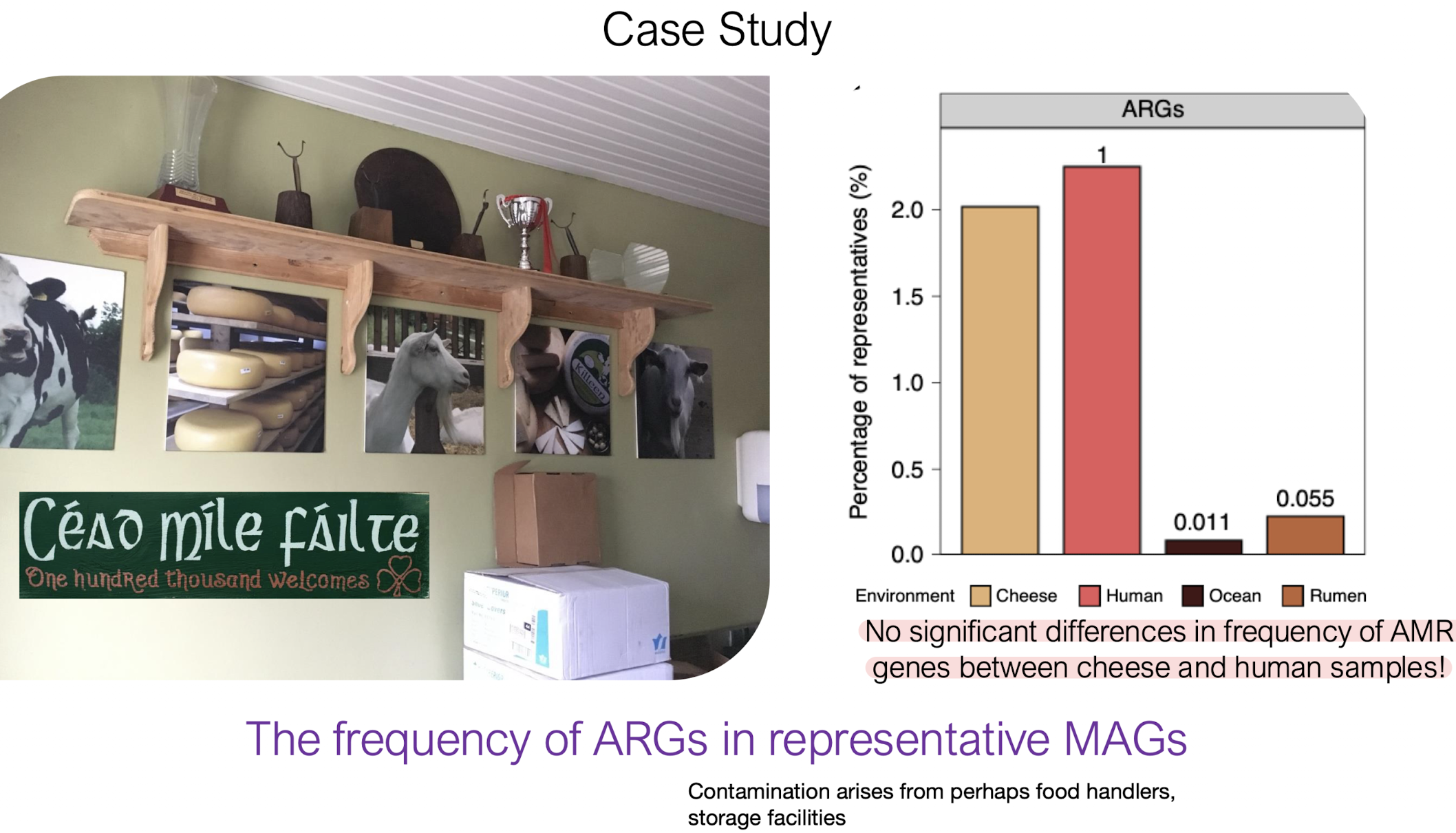 <p><strong><u>No significant differences in frequency of AMR genes </u>between cheese and human samples!</strong></p>