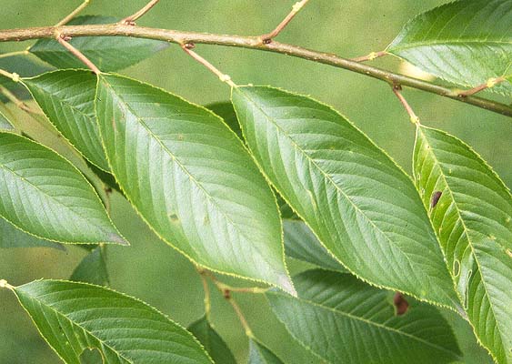 <p>Horizontal lenticles are becoming slightly fissured with age—alternate simple, oval leaves with finely serrated margins and pointed tips. </p>