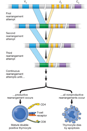 <p>it proliferates, expresses RAG1 and RAG2 again which begins recombination at the other T-cell receptor loci <span>(α), it then undergoes allelic exclusion</span></p>