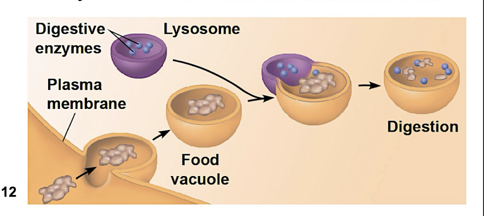<ul><li><p>when cells engulf another cell to form food vacuole </p></li></ul><ul><li><p>lysosome fuses with the food vacuole + enzymes digest with molecules</p></li></ul><p></p>