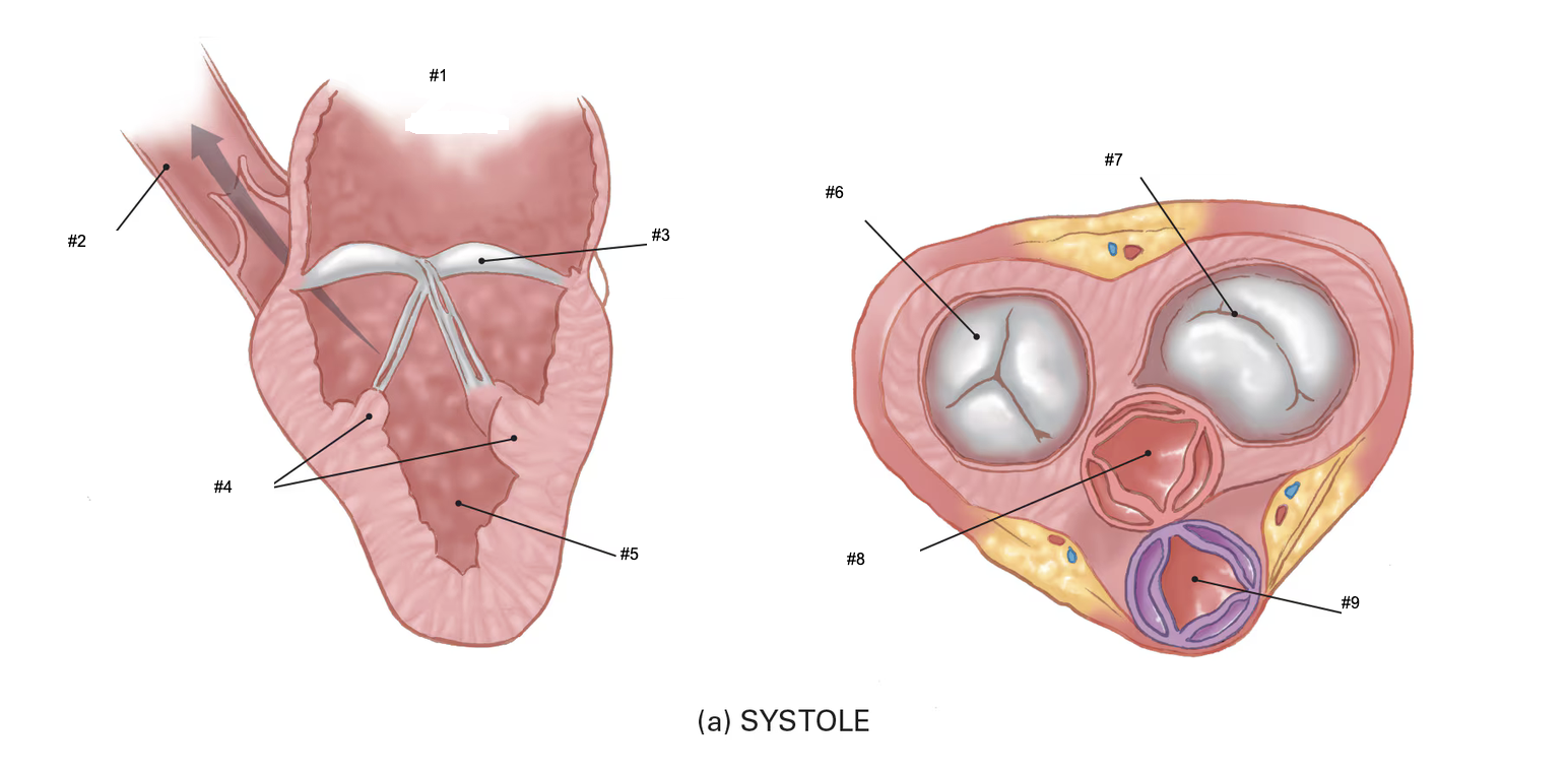 <p>#2</p>