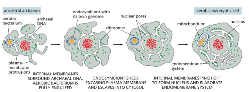 <ol><li><p>ancient archaeal cell → expansion of the plasma membrane forming protrusions to better exchange metabolites with environment </p></li><li><p>segments between protrusions pushed themselves inwards → gave rise to intracellular membrane surrounded spaces</p></li><li><p>this gave rise to organelles </p></li></ol><ul><li><p>surrounding the genomic DNA → nucleus </p></li><li><p>surrounding aerobic bacteria → mitochondria </p></li><li><p>surrounding photosynthetic bacteria → chloroplasts </p></li><li><p>forming endomembrane system </p></li></ul><p></p>