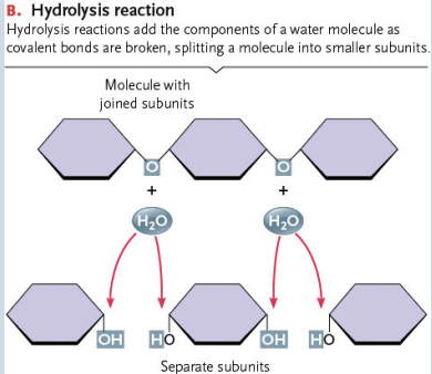 <p>The Polymers of Hydrolysis are?</p>
