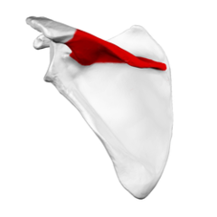 <p>seen from the posterior side of the scapula</p><p>- the ridge that comes out</p>