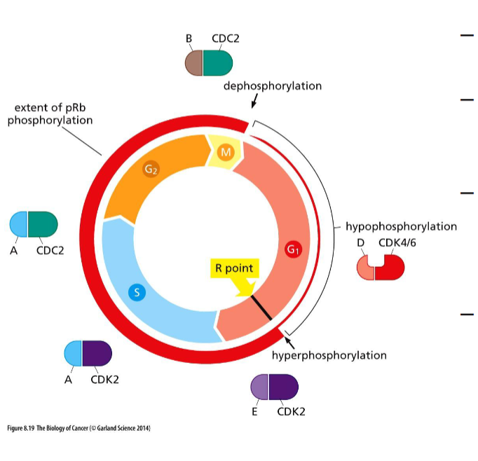 <p>hyperphosphorylated by EAB CDK complexes</p>