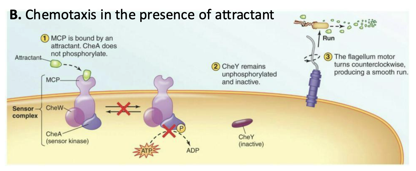 <ul><li><p>Phosphorylation of CheA is inhibited</p></li><li><p>The absence of CheY-P results in counterclockwise rotation of the flagella, causing a <strong><em>longer run</em></strong></p></li></ul><p></p>