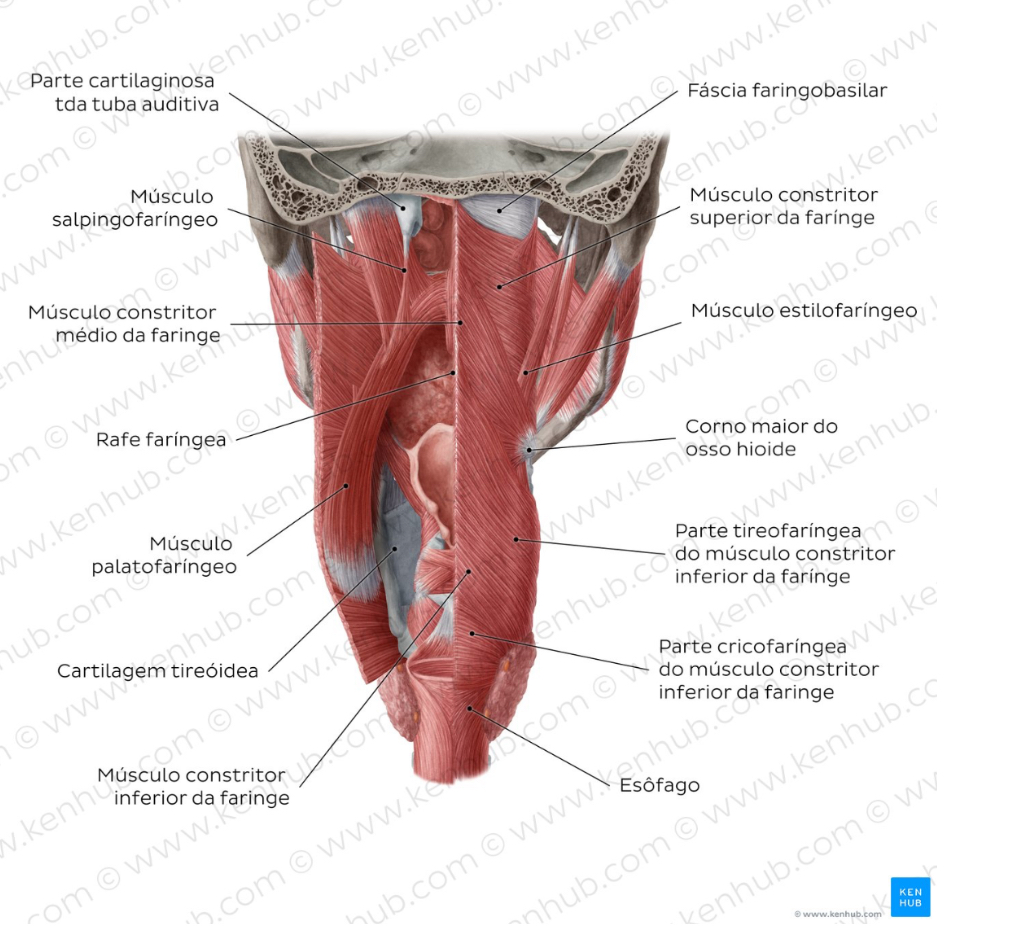 <p><span>Músculos <strong>estilofaríngeo, palatofaríngeo e salpingofaríngeo</strong>, que elevam a laringe e a faringe durante a deglutição e a fala.</span></p><p></p>