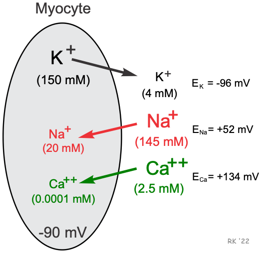 <p>For Ca2+ with high outside concentration and negative Vm, which way does it move if a channel opens?</p>