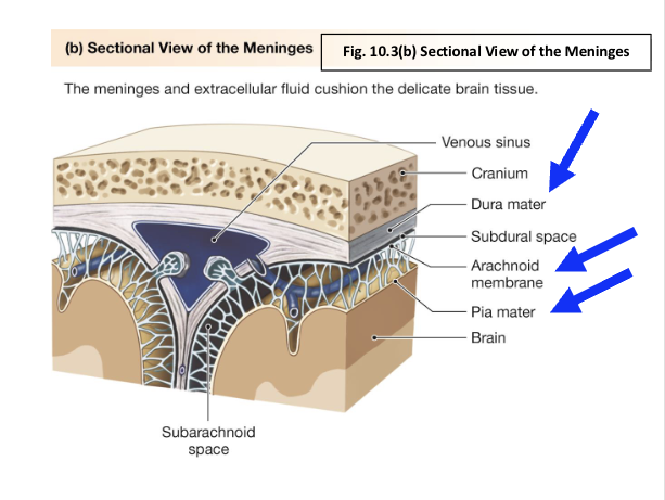 <p>What are meninges? What are the three examples?</p>