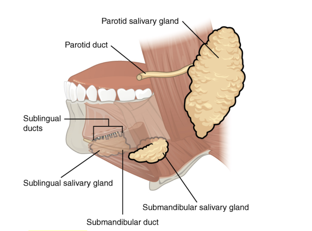 <p> found outside the mouth and superficial to masseter on both side</p>