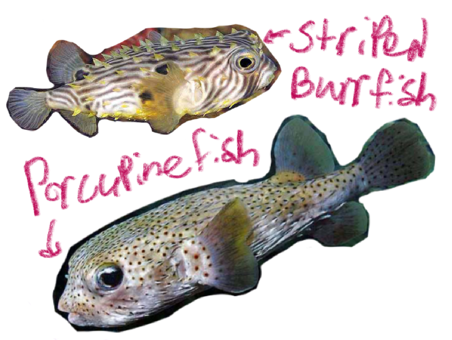 <p>Porcupine and Burr fishes</p><p>(Dio: “Two”</p><p>Odont: “Teeth”)</p><p></p>