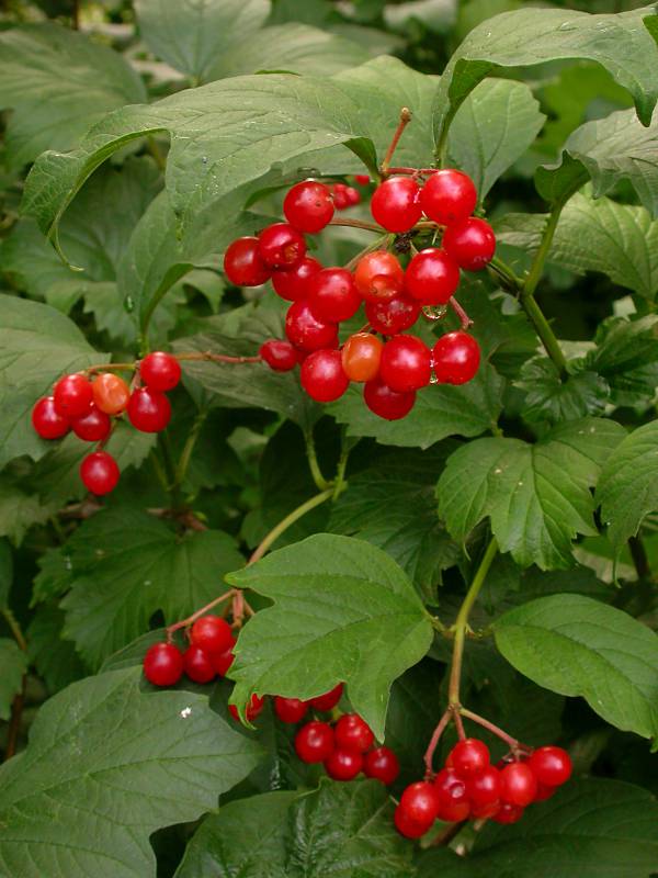 <p>European highbush cranberry</p>