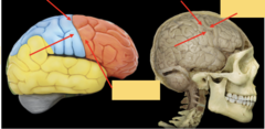 <p>whats the highlighted portion pointing to?</p>